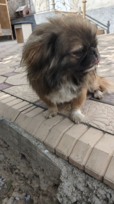 ZOTI PEKENES 3 dona bor