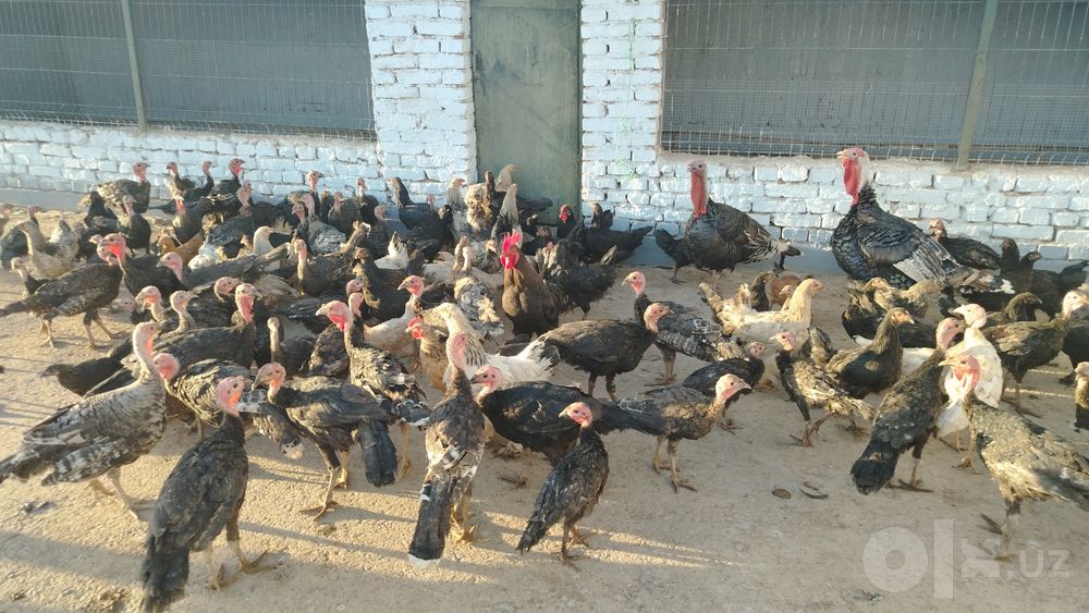 Kurkalar sotiladi