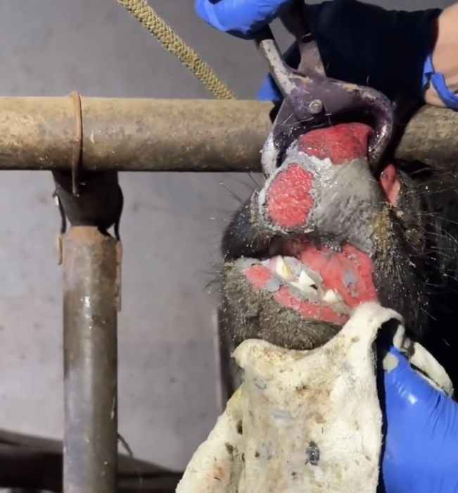 Veterinar doktir 4 yilik tajribaga egan