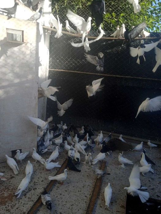 Имеются голуби на продажу разных расцветки