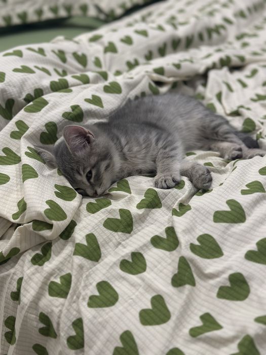 Отдам котенка, мальчик