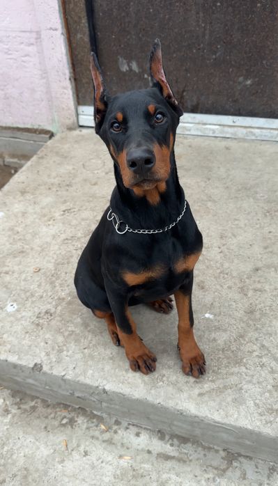 Щенок добермана Девочка