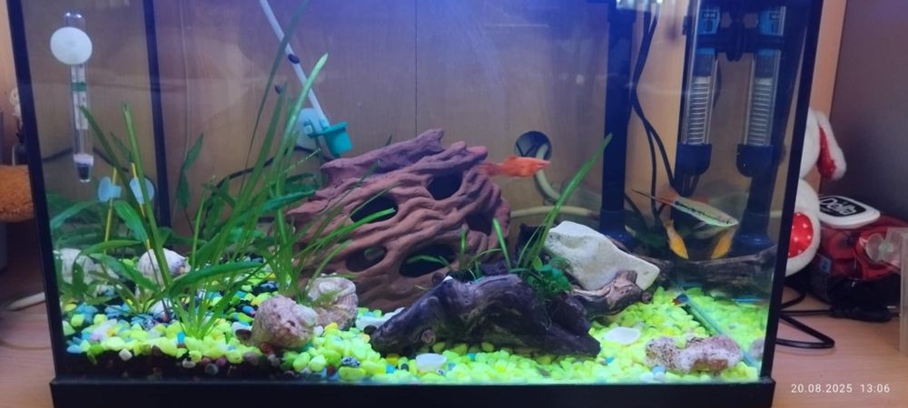 Аквариумът  2 бр.