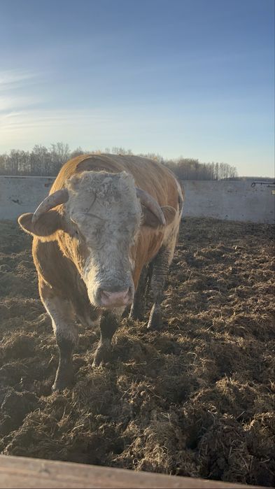 Бык симментальской породы