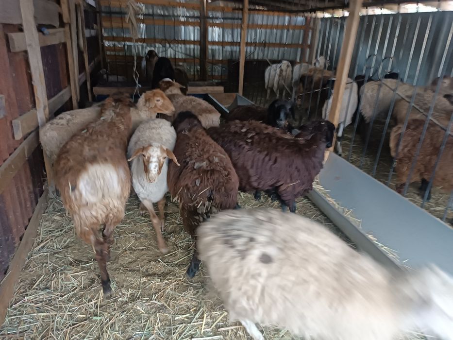 Продам баран, токты