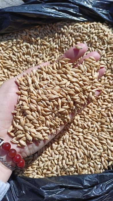 Ячмень.Платный чат! Все корма.