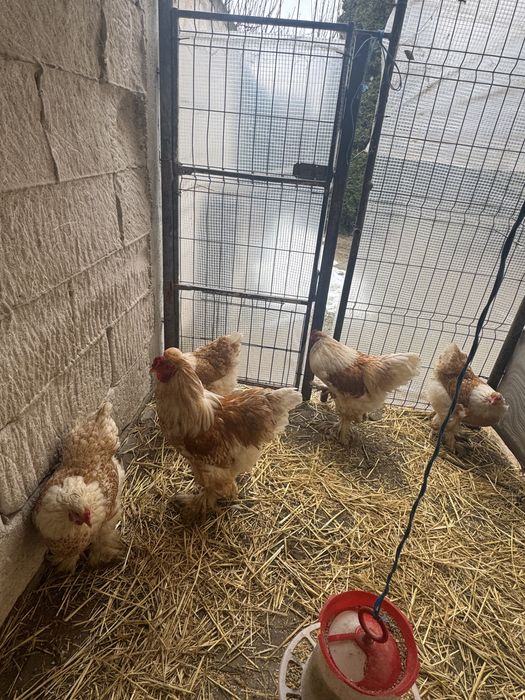 Vand cucosi brahma portelan /lemon