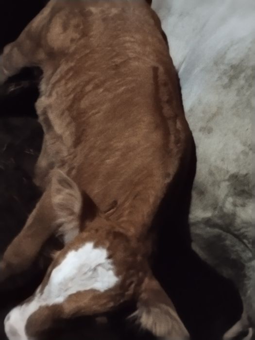 Vând  vițică bălțată