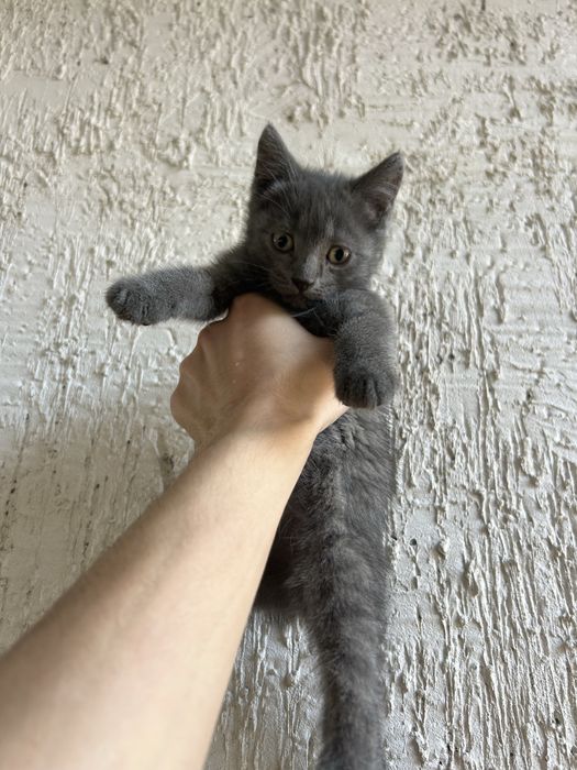 Отдам котят в хорошие руки