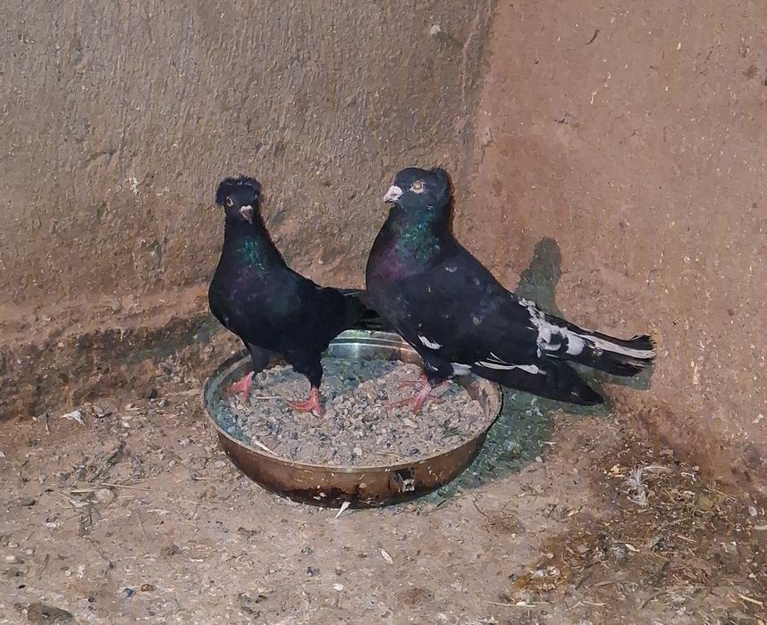 Голуби готовый пара