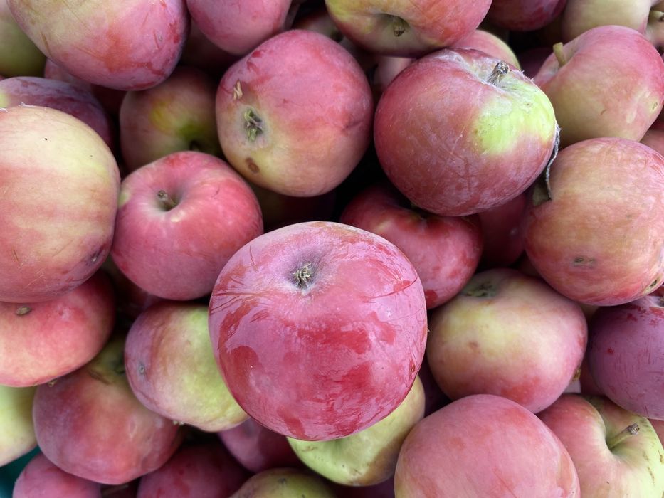 Срочно продам дачу на центральном улице