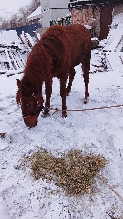 Продам жеребца полукровка