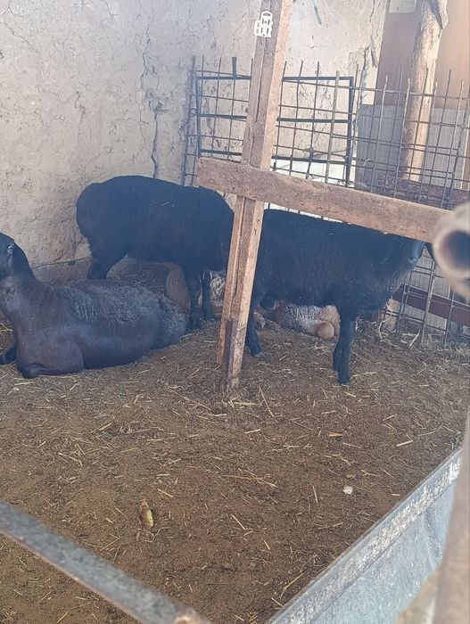 Qoy sotiladi bolasi 4-5oyli