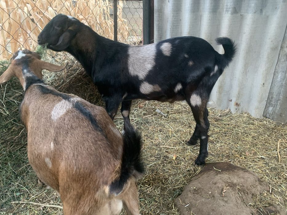 Англонубийский козел для племя