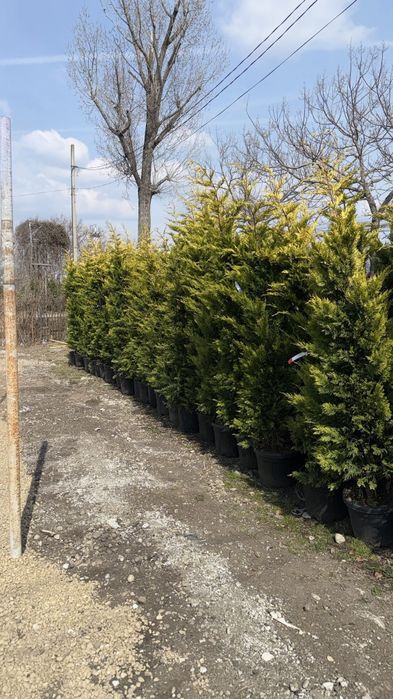 Leylandii Chiparos  / Tuia / Palmier