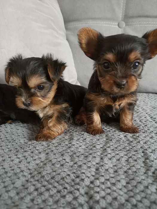 Йоркширский терьер