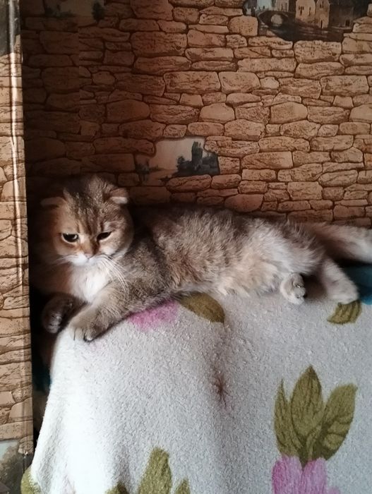 Продются котята шотландские
