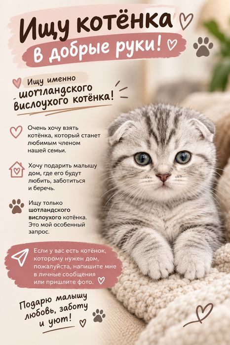 Шотландский вислоухий