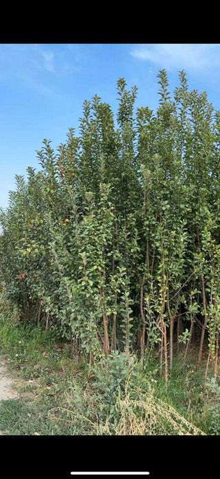 3 года Плодовое дерево яблоня персик и груша