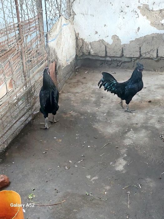 Зотдор хорозлар уйда бокилган соглом.