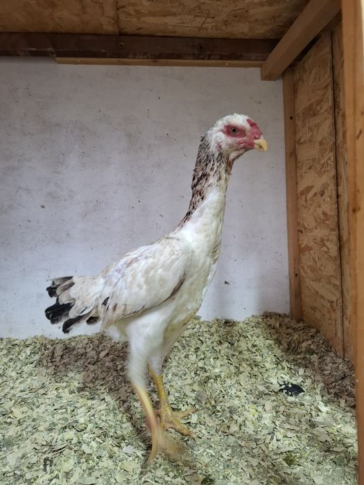 Дакан курица несётся