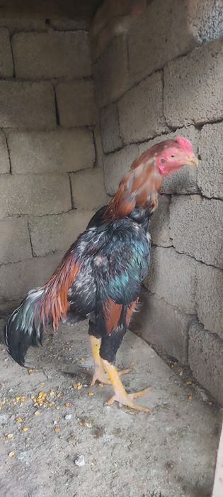 Dakan xoʻrozla sotiladi