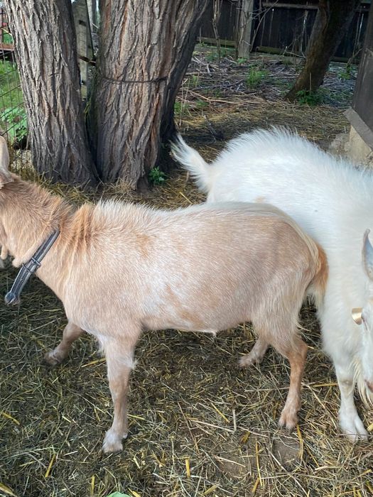 Vand Țap metis zanen cu alpin