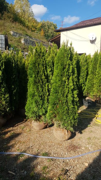 Vindem tuia de mai multe dimensiuni