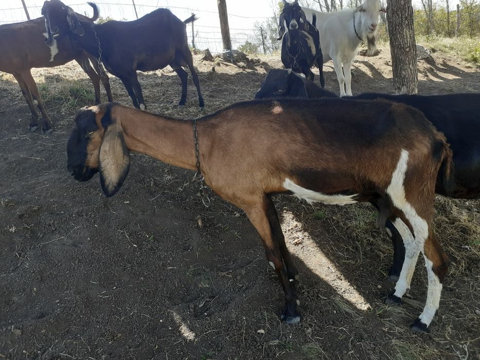 Capre anglonubian de vânzare