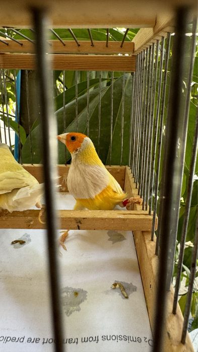 Амадина гульда