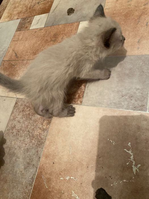 продается кошка маленькая