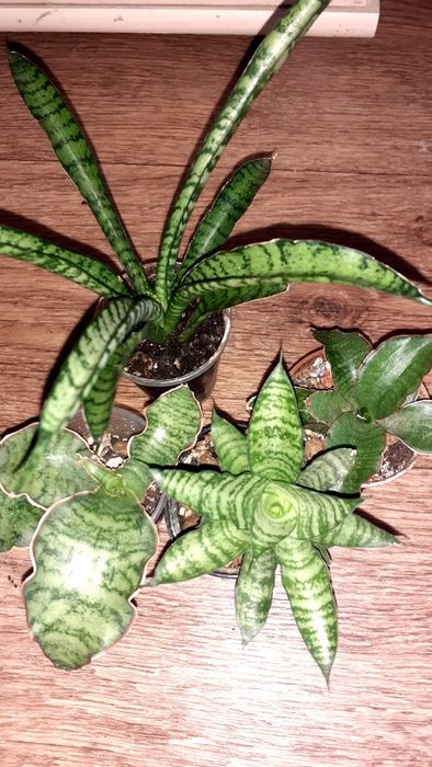 Сансевиерии Сансевьеры Суккуленты Цветы