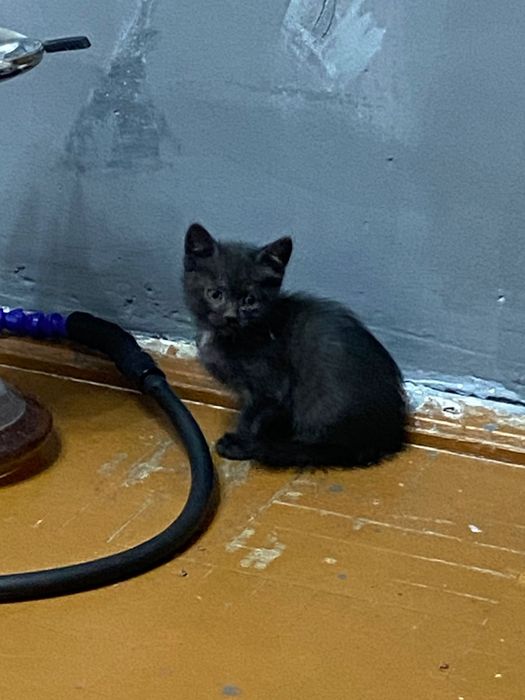 Котенок в добрые руки