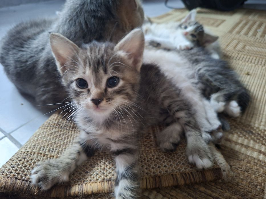 Отдам котят даром