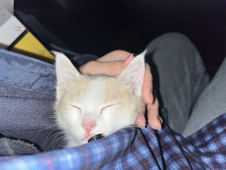 Отдам мальчишку котенка