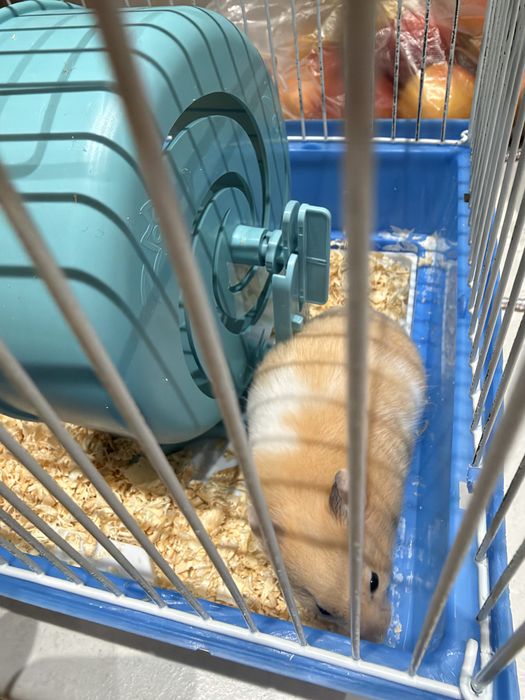 Продам хомяка с клеткоц