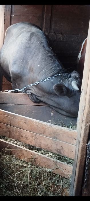 Продам три быка ..