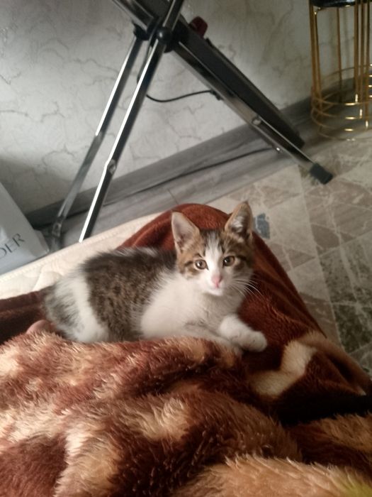 В добрые руки! Котенок 2 месяца