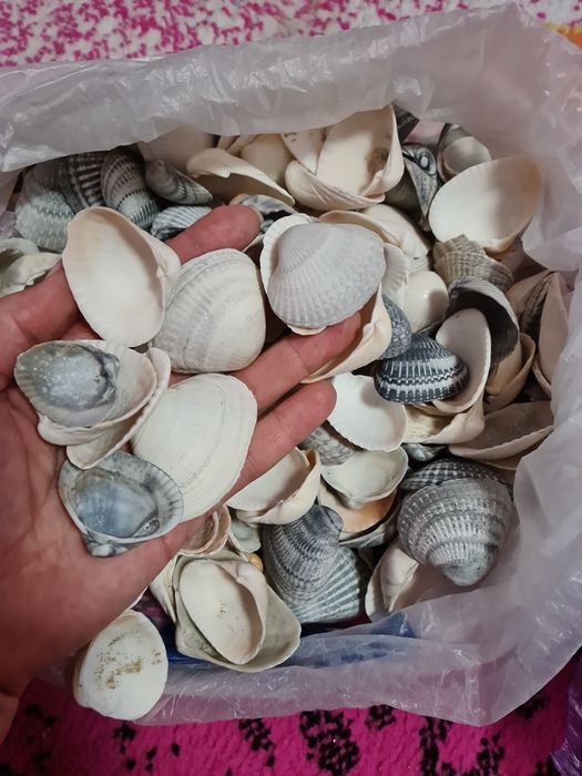 Продам ракушки морские