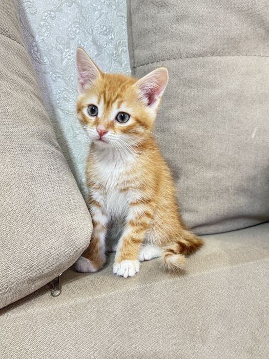 Котенок домашний