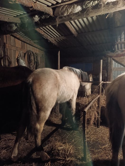 Продам жеребчика