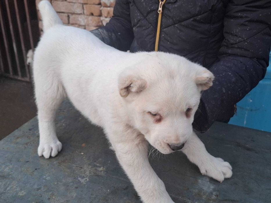 Алабайчета от елитни родители