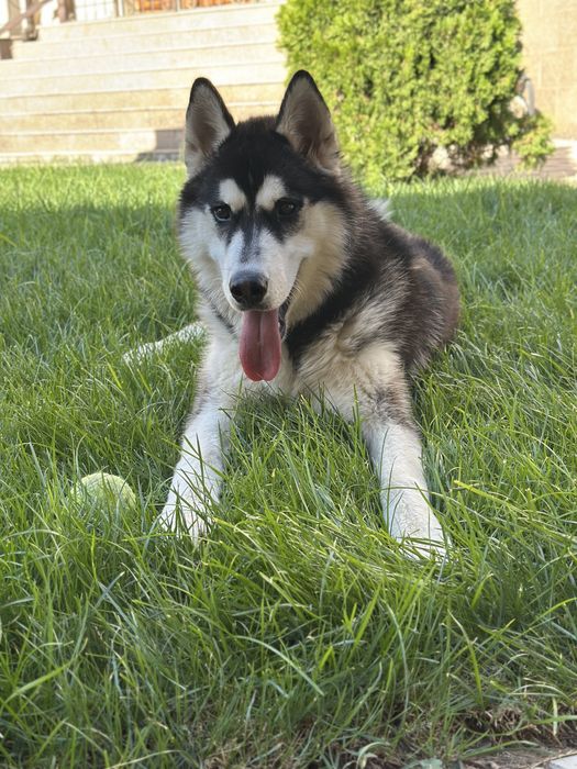 Пропала собака, помогите вернуть
