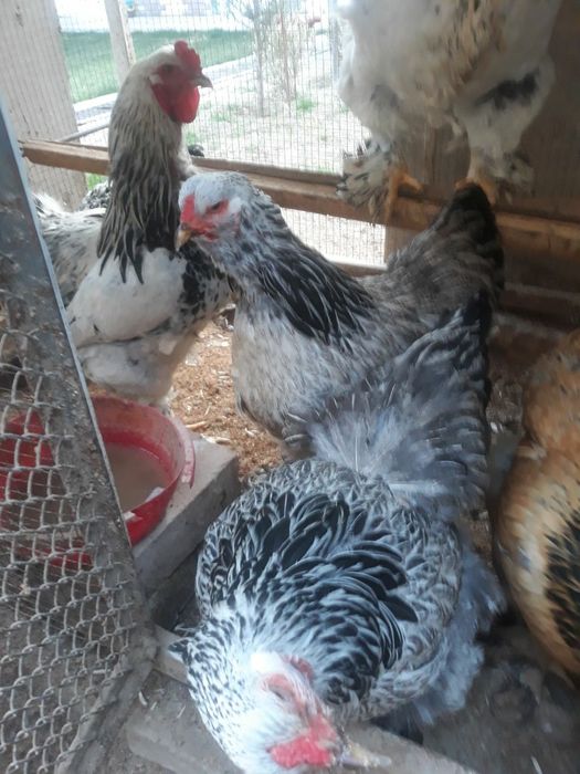 Брама , сибирайт ва брекел тувук тухумлари