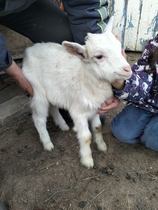 Козлики молочных коз