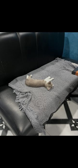 Отдам прелестных котят!!!
