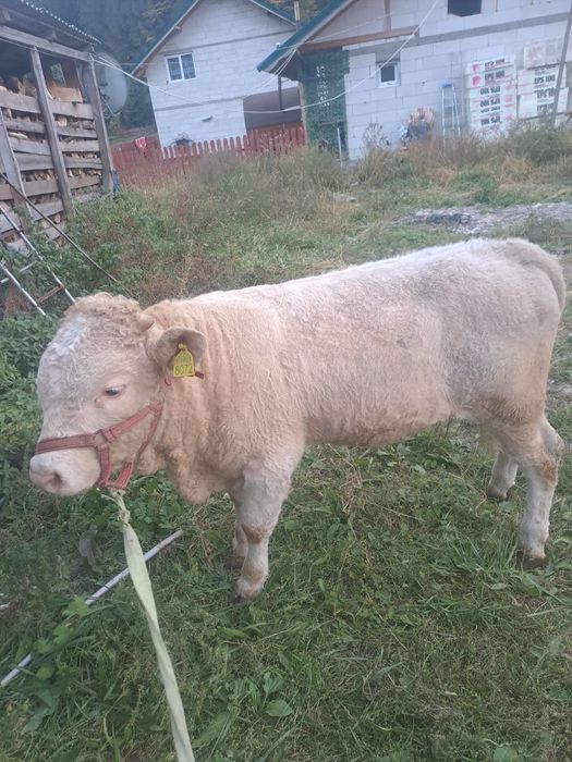 Vând vitei de 6 luni
