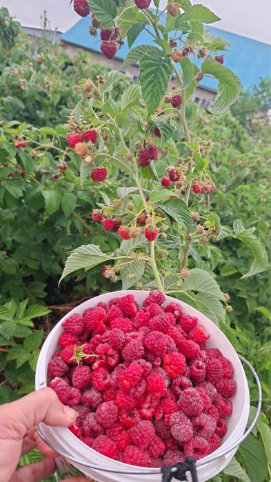 Малина домашняя свежая, крупная.