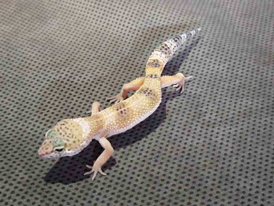 Эублефары молодь