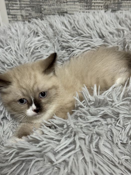 Сиамский котёнок — девочка